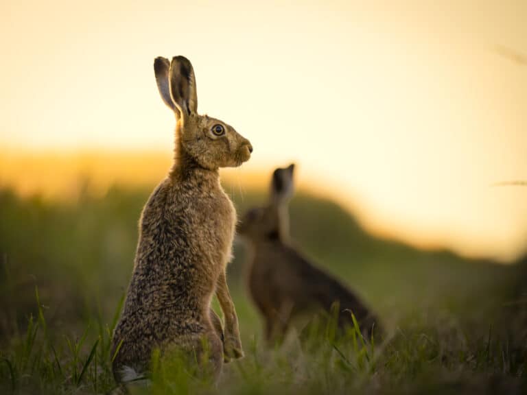 Hares, hedgerows and down on the Hosford’s farm