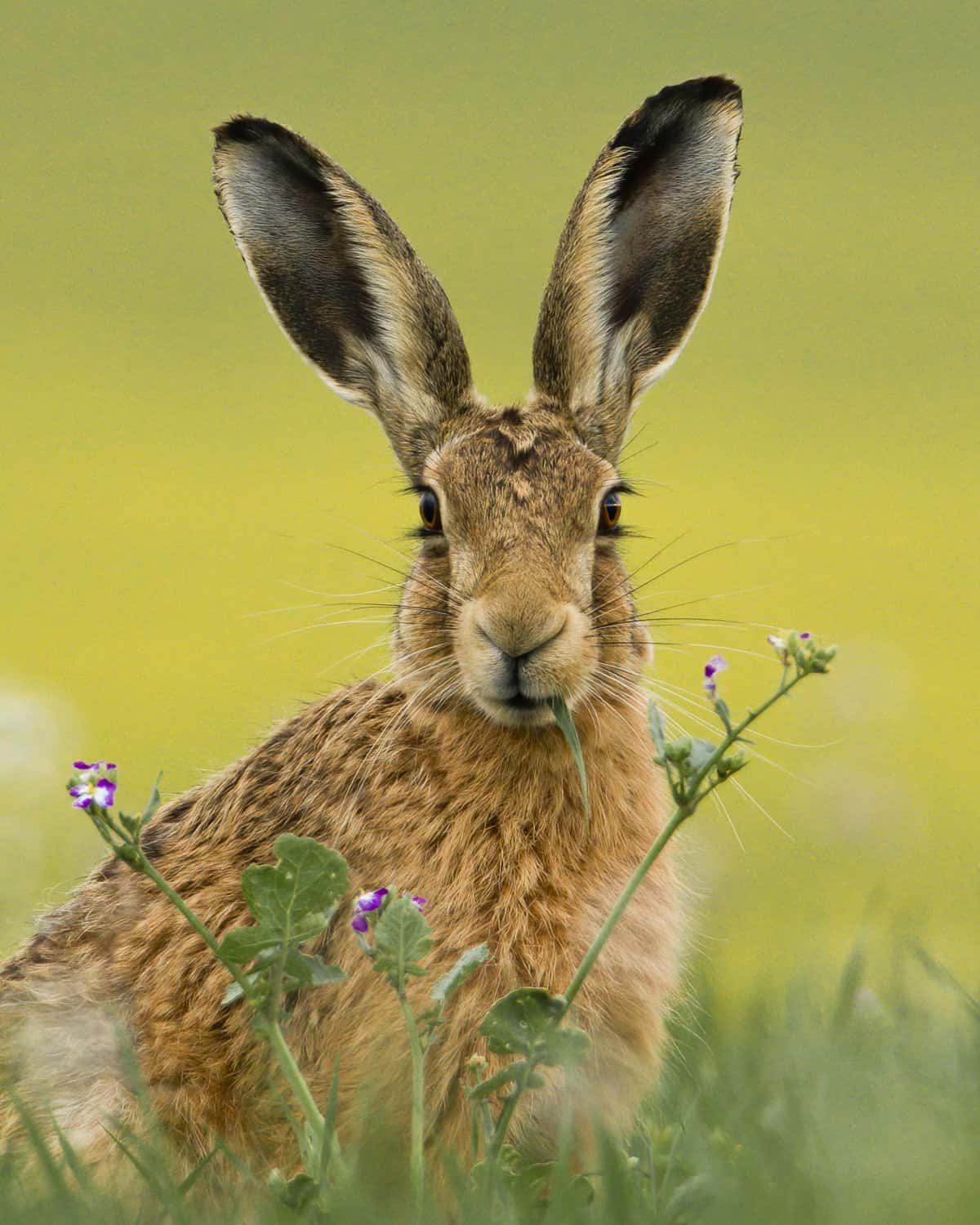 In Search Of The Elusive Three Hares The BV