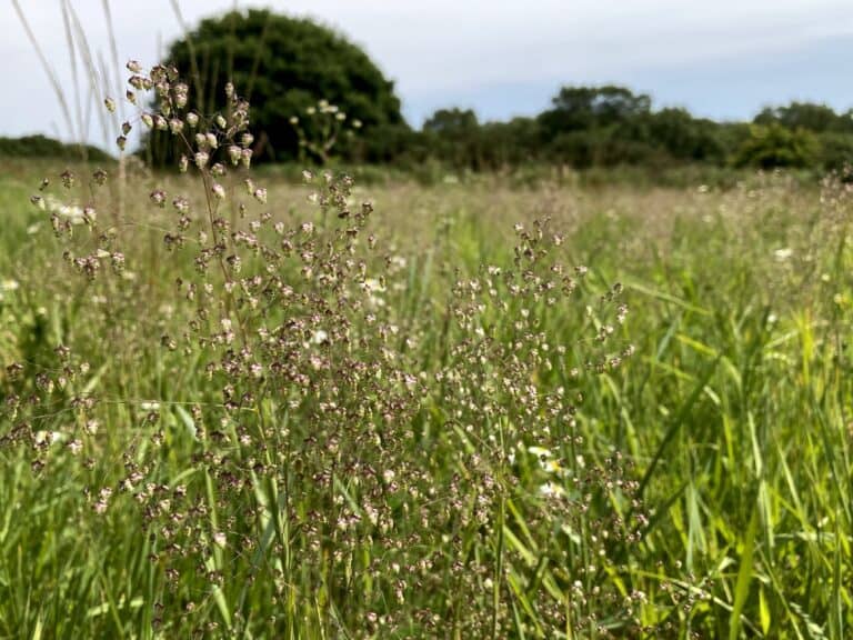 Astonishing success as nature takes the lead