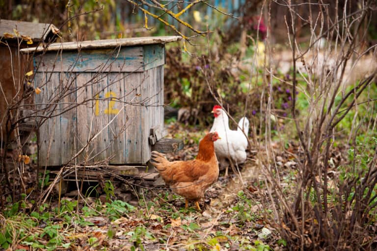 Avian influenza – what you need to know