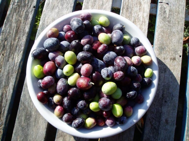 The Art of the Olive