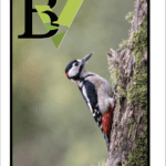 BV Magazine Issue 28 | December 22