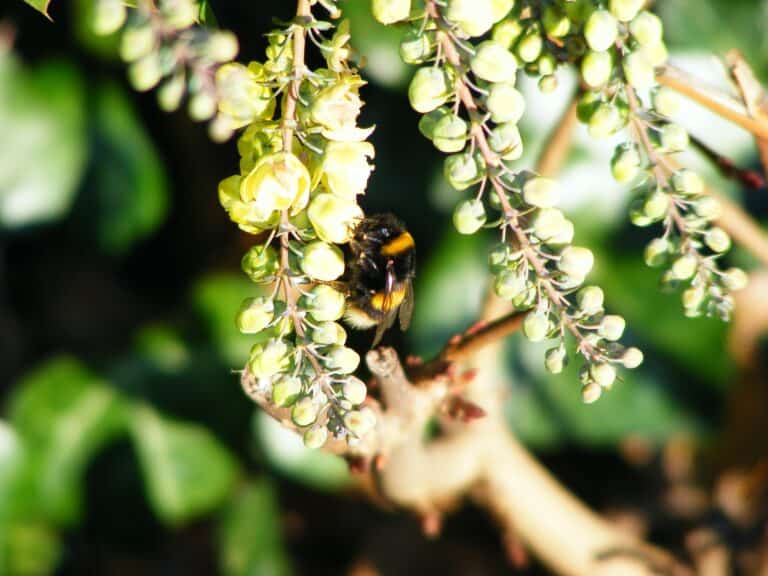Winter bumblebees