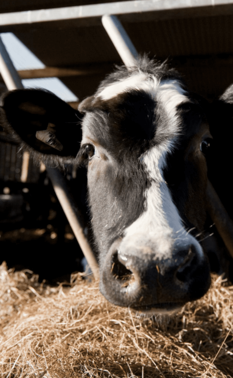 Letters to the BV Editor April 2022