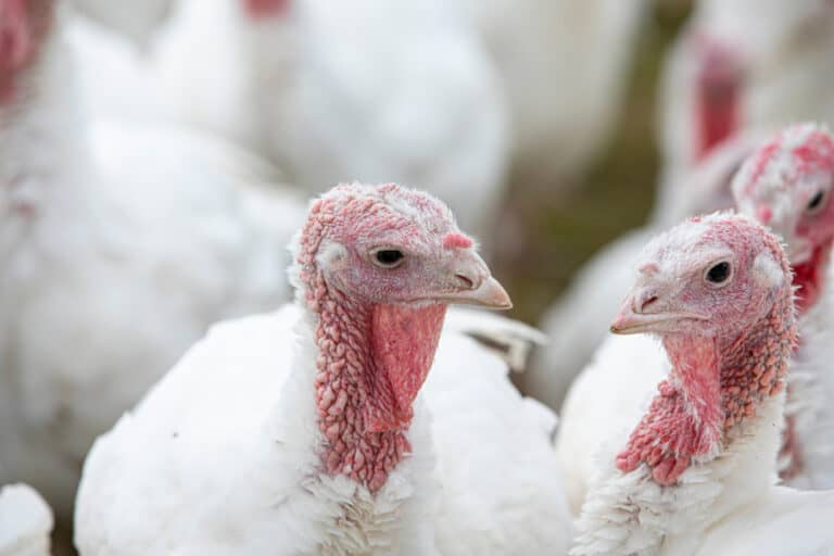 The great British turkey gamble
