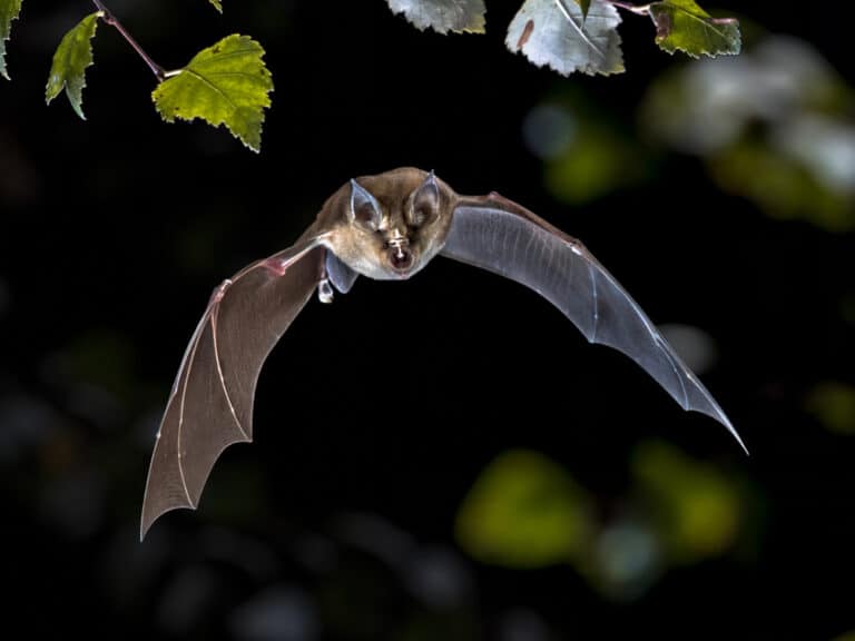 New wildlife reserve for Blandford