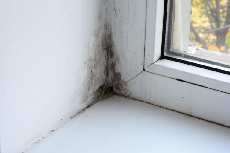This month: what’s to be done about damp in a rented property?