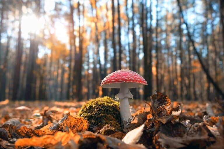 The bodiless coffin, Dorset’s winter woodland and an exclusive from Dorset Food & Drink