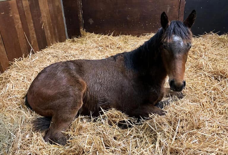 Mud, foals, coats and dreams