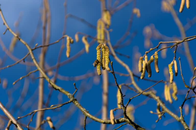 Humble catkins