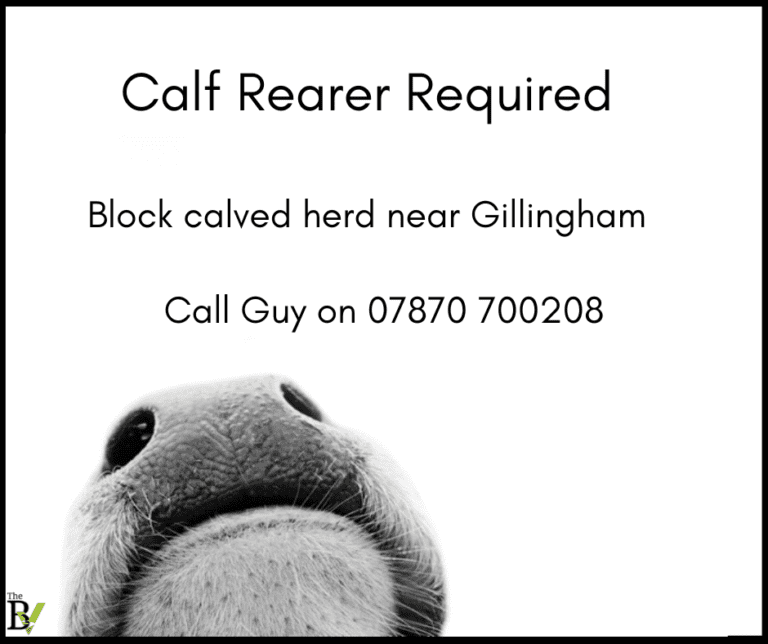 Calf Rearer Required nr Gillingham