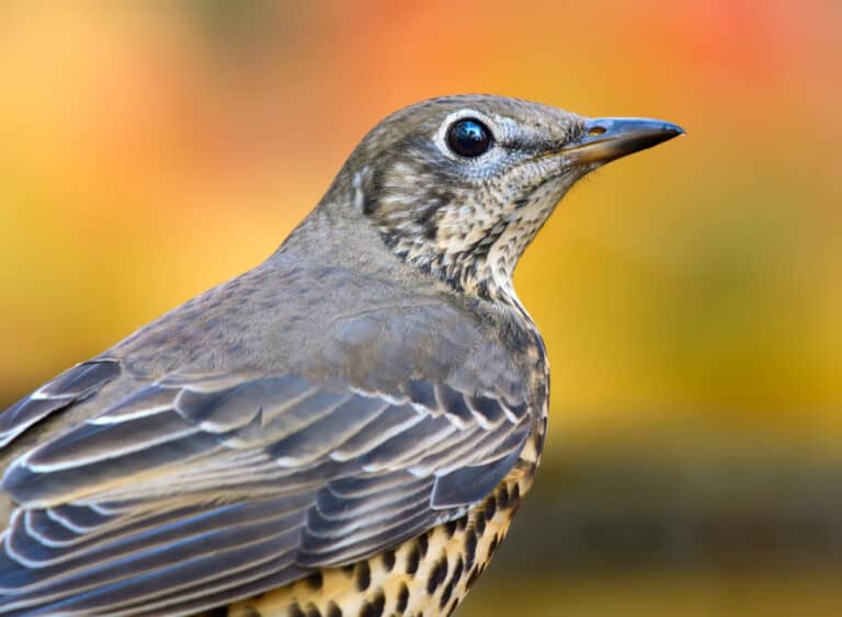 Listen for the mistle thrush
