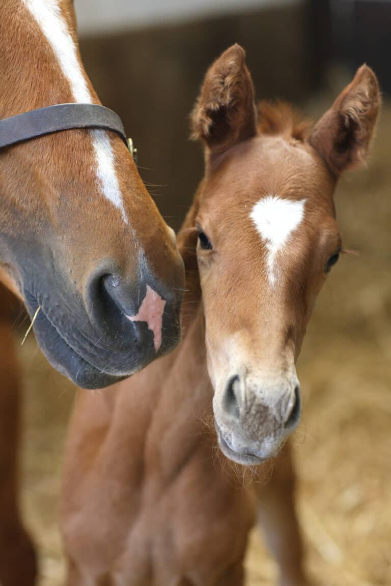 Foaling season has begun at the Glanvilles Stud