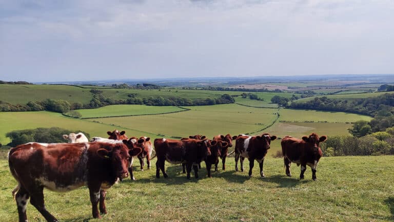 The importance of the UK’s Livestock system