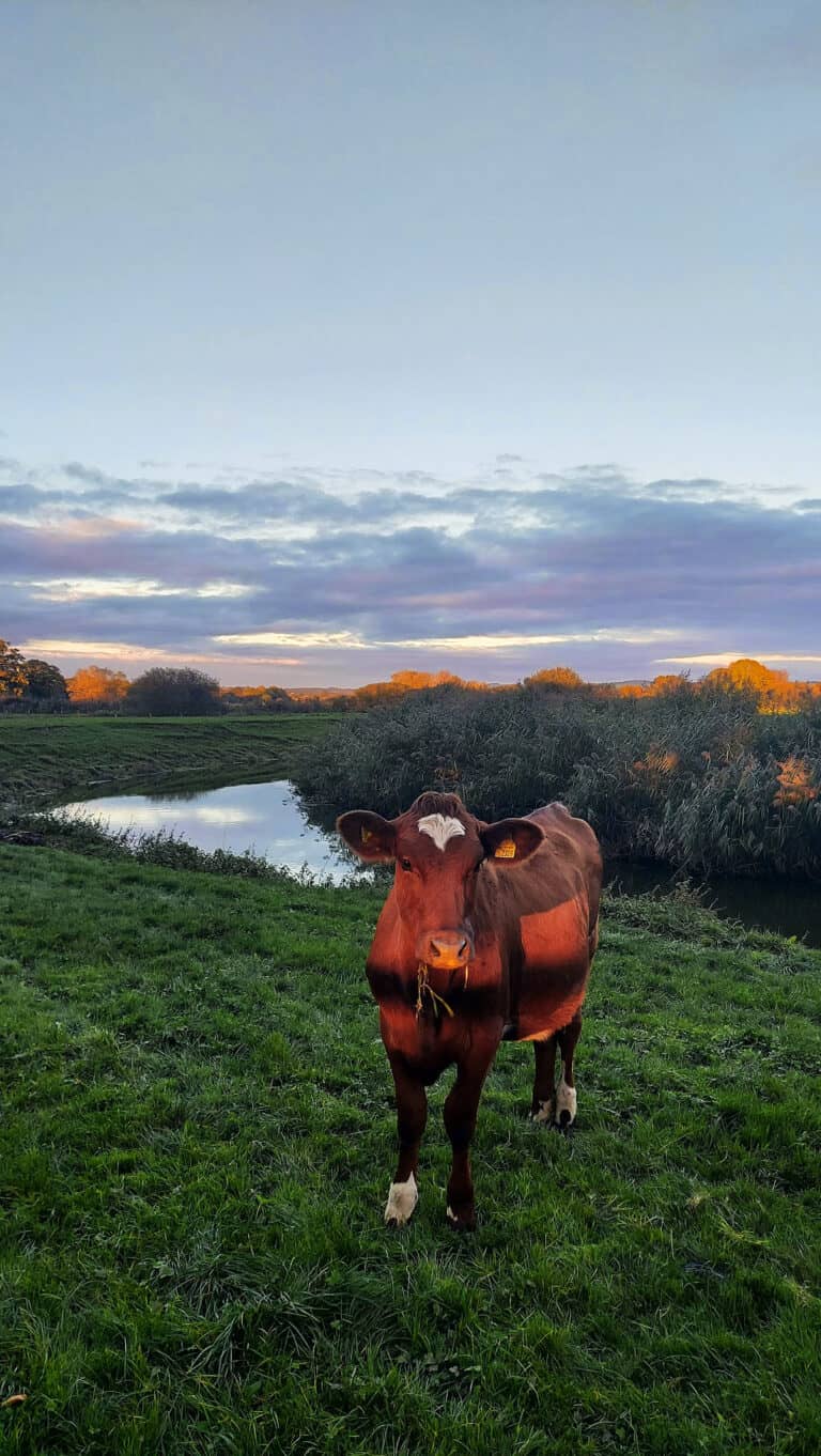 Beef is beef. Except when it neighs.