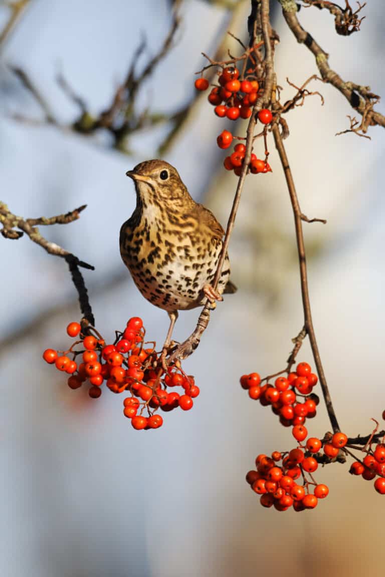 The song thrush