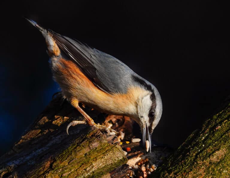 Dorset nuthatch with seed by Kate Fry