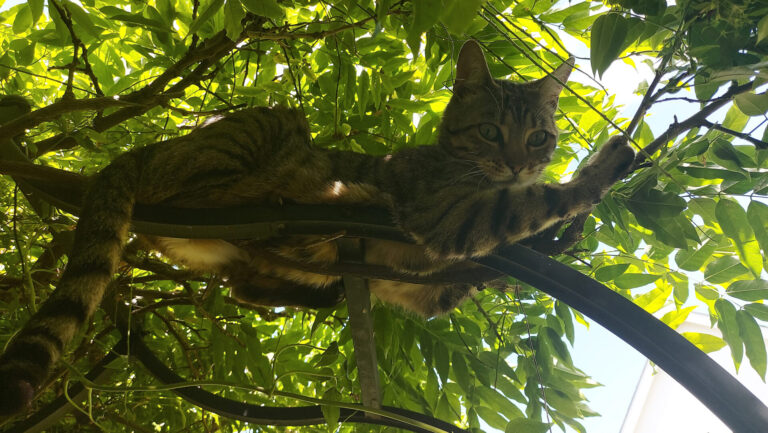 The cats, the rats and the greenfly