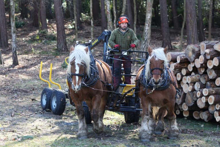 Logging on to horse power