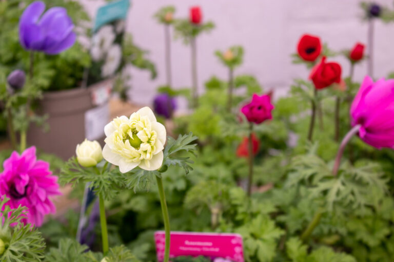 And the winner is… Anemone