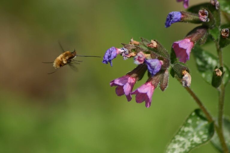 The bee-fly