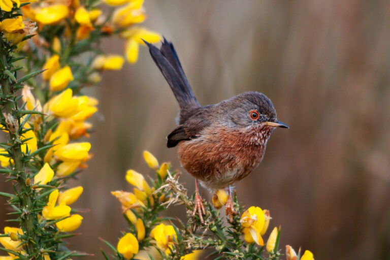 Listen for the Dartford warbler