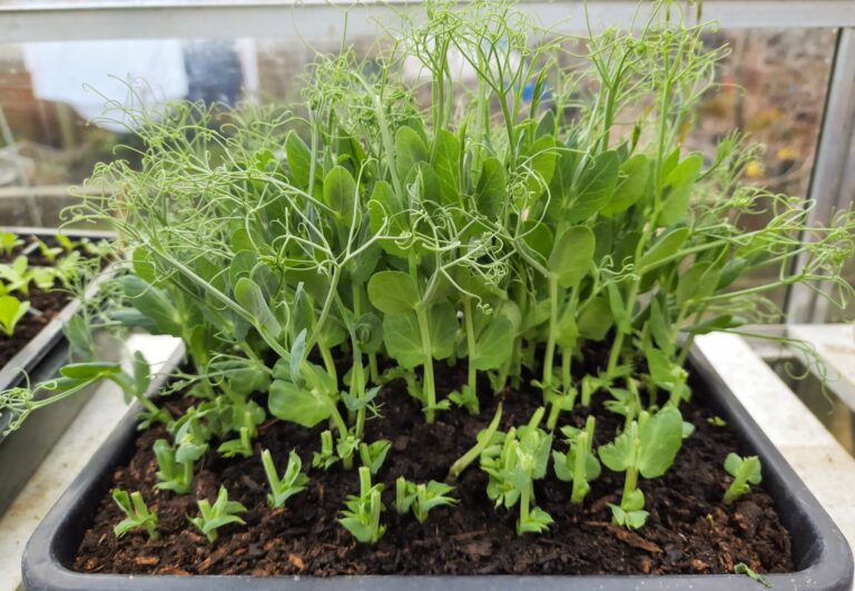 Small shoots and old stores – The Voice of the Allotment