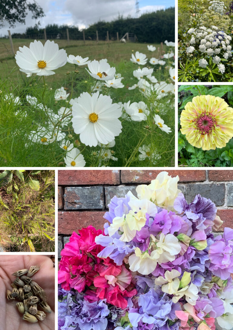 Charlotte’s own top ten flowers to grow from seed
