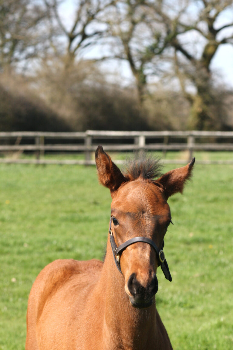 Honeysuckle the wonder horse