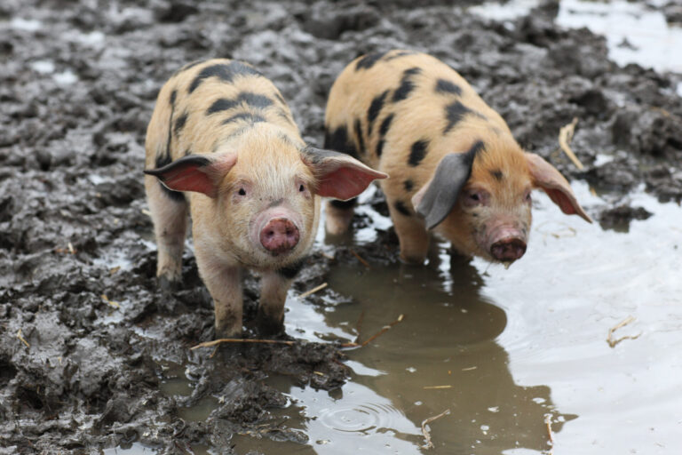 Oxford sandy black piglets in Dorset