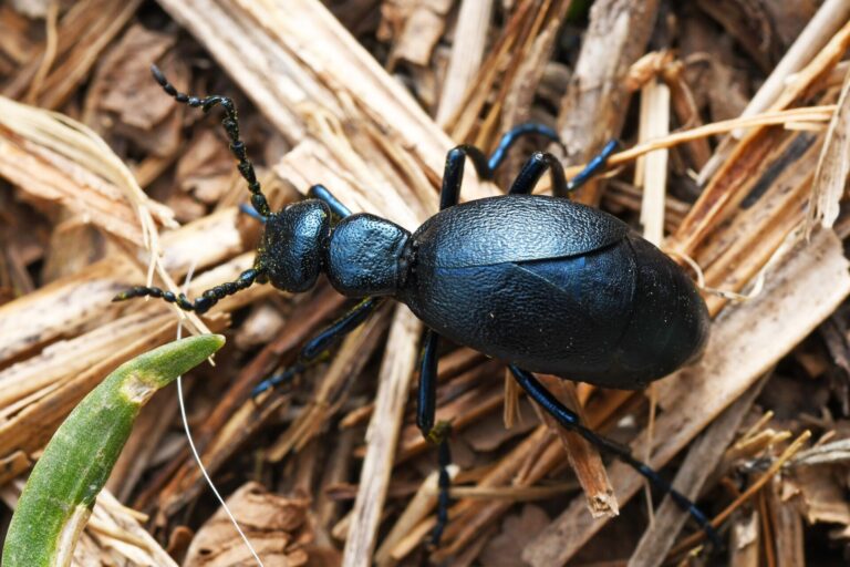 The oil beetle