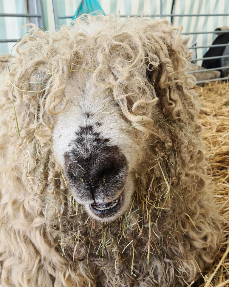 A brilliant day out at the Spring Countryside Show