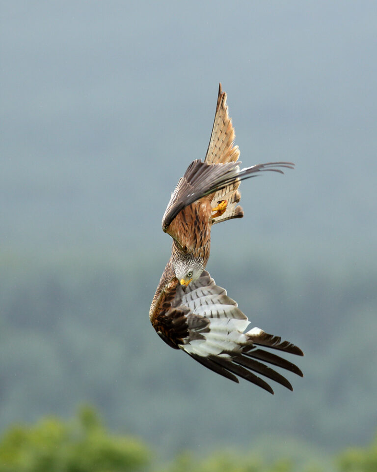 Dorset one of worst counties for raptor persecution, says RSPB,after poisoned birds are found