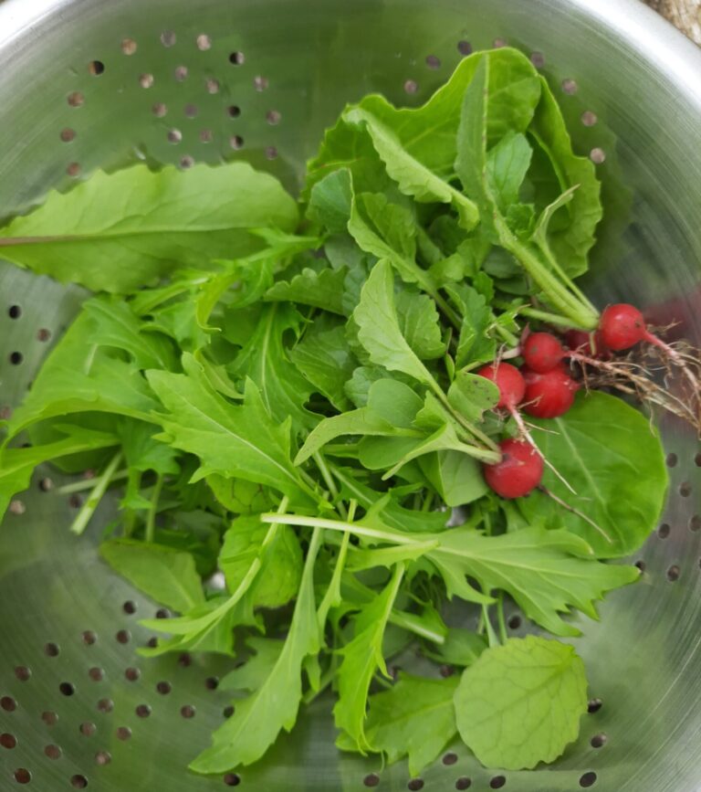 Small shoots and old stores | The Voice of the Allotment