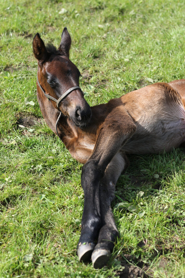 The art (and precision timing) of breeding
