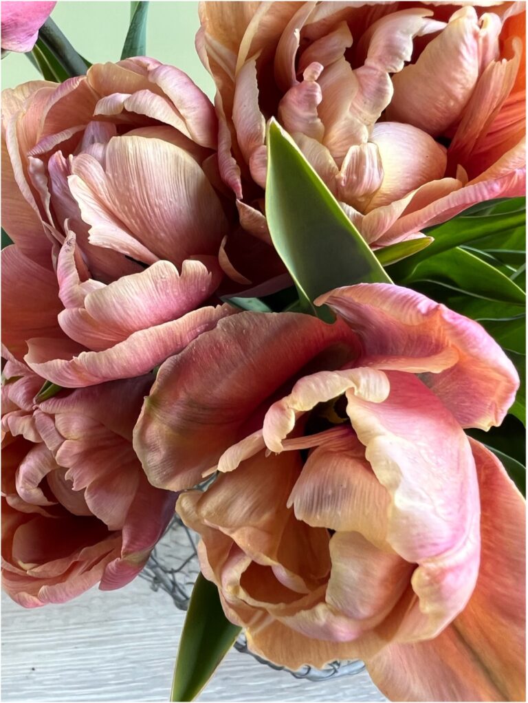 Artisan tulips vs the supermarkets