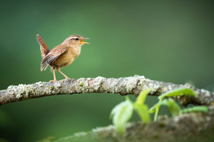 Eurasian,Wren,,Troglodytes,Troglodyte,,Singing,On,Bough,In,Spring,Nature.