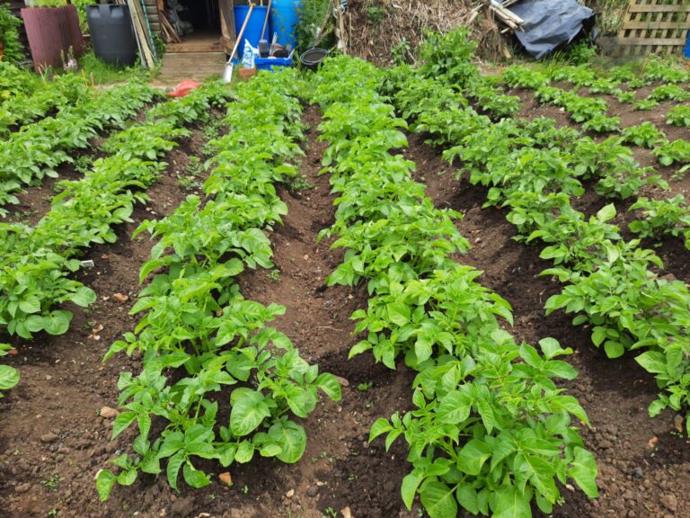 The busiest of months | The Voice of the Allotment