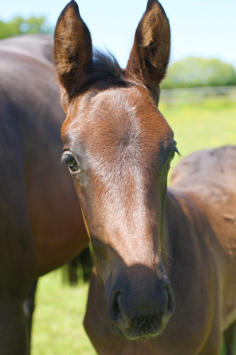 From rain-soaked fields to foal-filled stables
