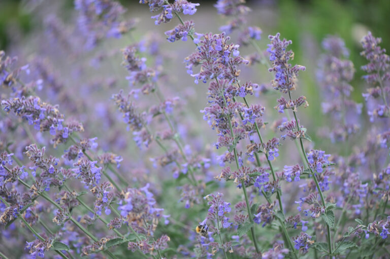 Encourage the wild in your garden