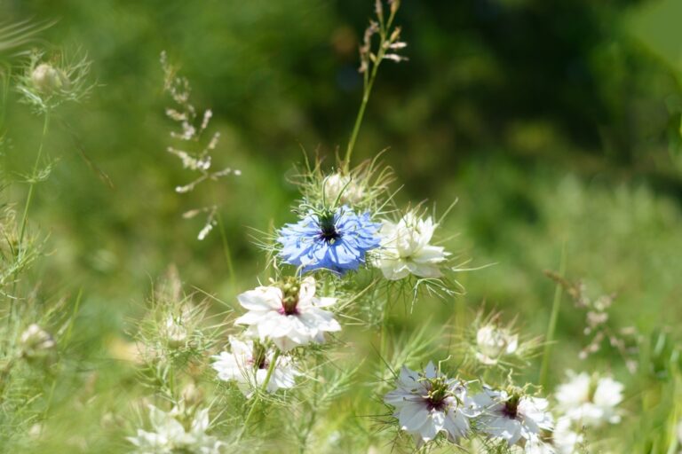 Gardening for a new climate