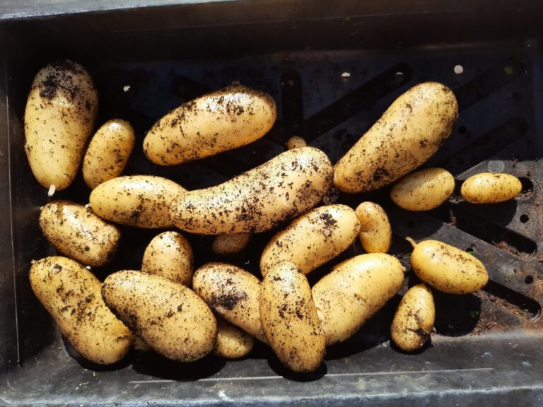 Rain, rain, glorious rain | The Voice of the Allotment