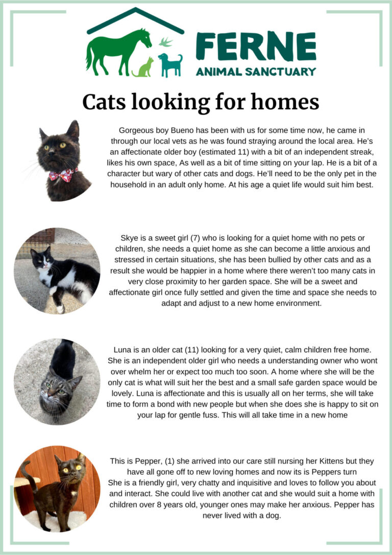 Ferne Animal Sanctuary: Cats lookimg for homes July 2023