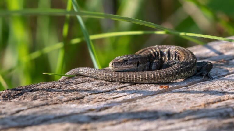 The everyday, ordinary reptile