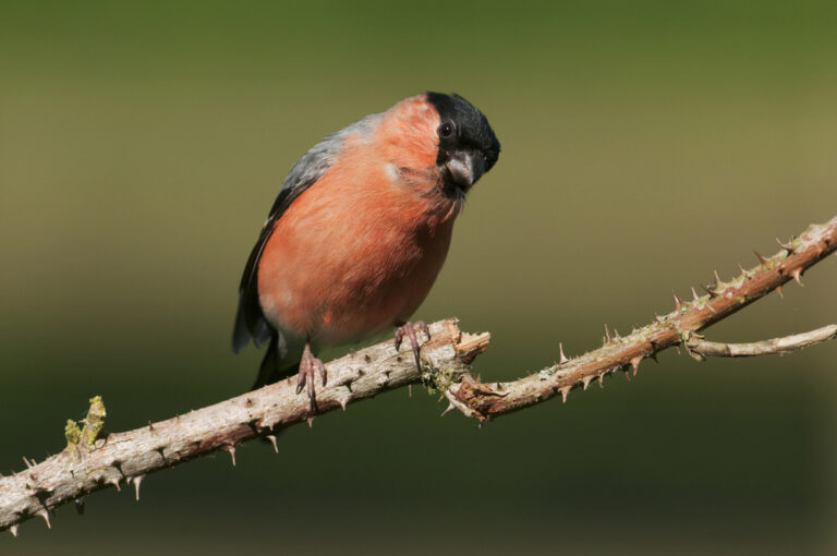 The disappearing bullfinch