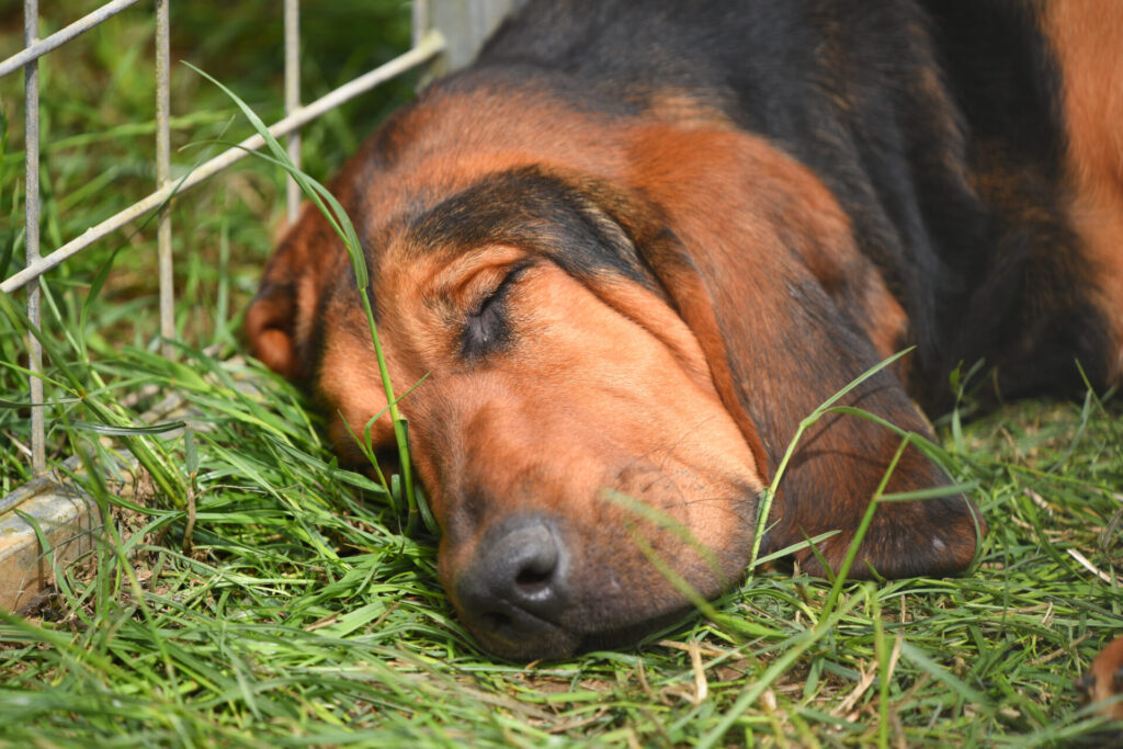 sleeping bloodhound after a busy morning clean boot hunting