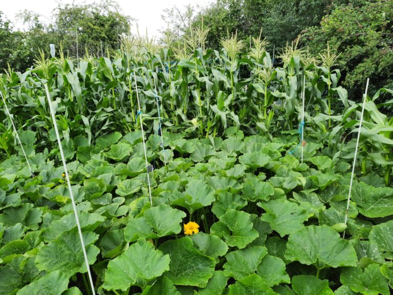 Bountiful rain-fuelled harvest | The Voice of the Allotment