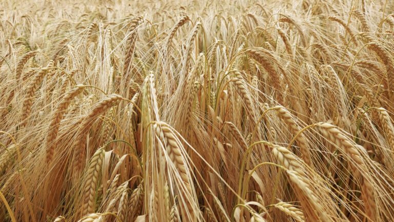 Urgent action needed to protect UK’s food supply