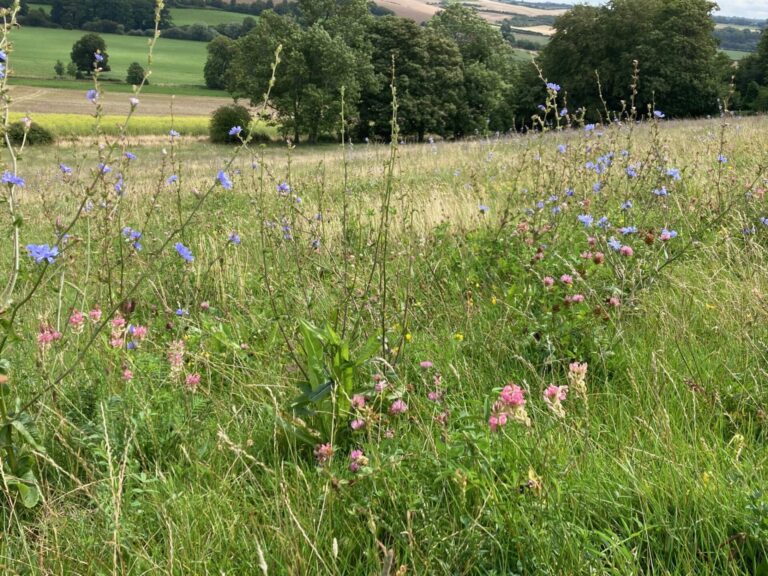 Insect adventures, a tricky harvest and sustainable farming
