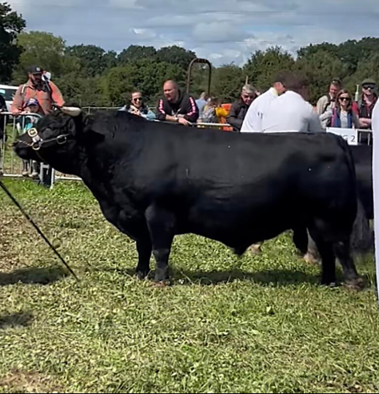 Give a cow a show